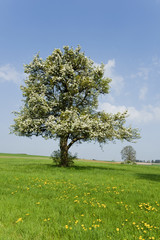 Obraz premium Obstbaum, Frühling, Landschaft