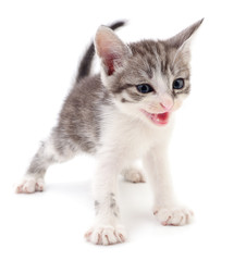 Obraz premium Small gray kitten.