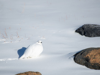 White Ptarmigan walking in a snowy landscape