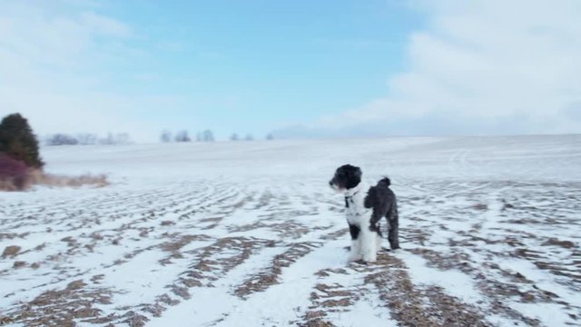 A sheepadoodle puppy dog stand in a large snow field as the camera approaches him.