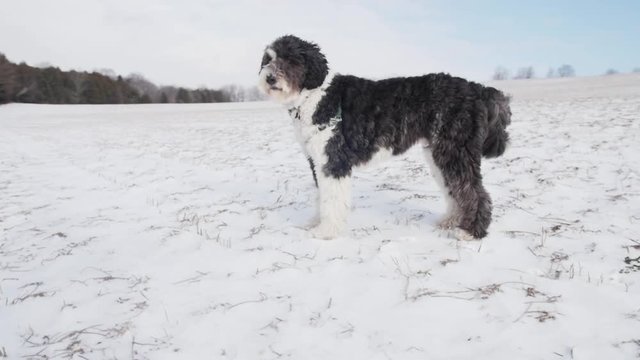 A sheepadoodle puppy dog stands in a large snow covered field while the camera circles around him, then at the last minute he takes off and runs past the camera.