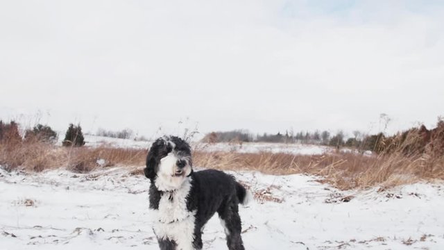 A sheepadoodle puppy dog stands in a snowy field looking around as the camera pulls away from him.