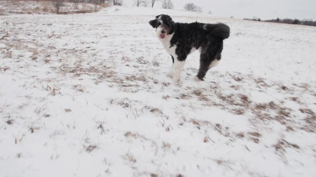 A sheepadoodle puppy dog runs in a large snow covered field, then comes to a stop to pose for the camera and smile, as the camera circles around him.