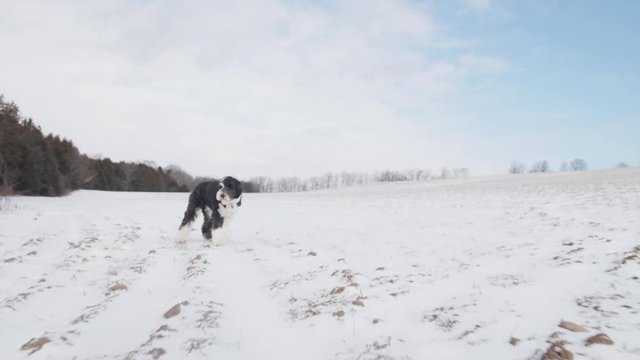 A sheepadoodle puppy dog walks in a large snow covered field while the camera follows.