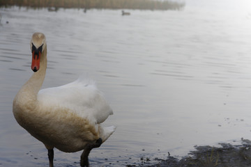 A view of the swan. Powerful white.