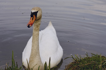 A view of the swan. Powerful white.