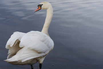 A view of the swan. Powerful white.