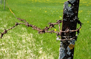 rostiger Stacheldraht Zaum auf einer Wiese