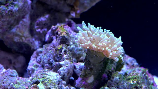 Euphyllia LPS Coral 