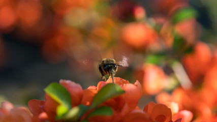 Bombyliidae bee and orange blossoms of an aronia melanocarpa