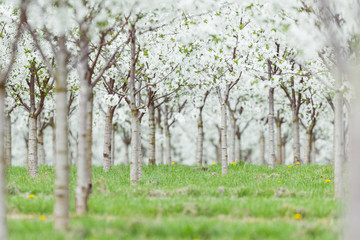 Fototapeta na wymiar apple blossoms
