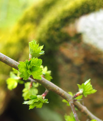 close up of a twig of the common hawthorn with budding bright green spring leaves busting out from the branches against a blurred moss covered rock