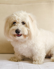 Cotton dog sitting and posing on a couch