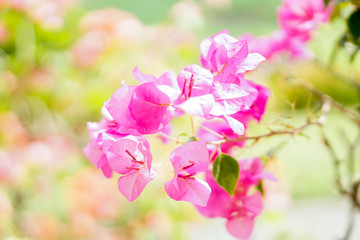 Close up of fresh pink Paper Flower, Bougainvillea