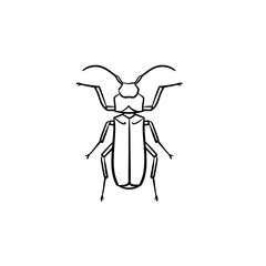 Beetle hand drawn outline doodle icon. Insect beetle vector sketch illustration for print, web, mobile and infographics isolated on white background.
