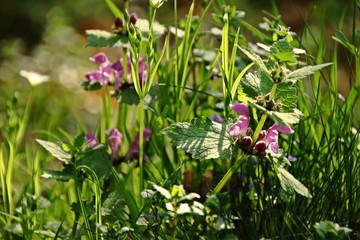 Taubnessel blüht auf einer Waldwiese