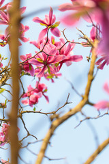 Magnolia