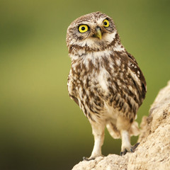 Fototapeta premium A little owl (Athene noctua) stands near his hole