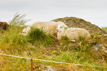 Fototapeta premium Sheeps on rock hill