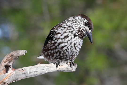 Bird nutcracker sitting on the dry twig of pine