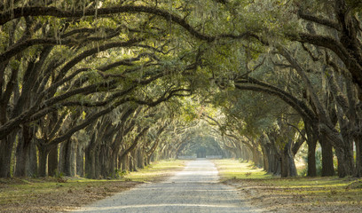 Dramatic canopy of oaks over dirt road in Savannah, Georgia, USA