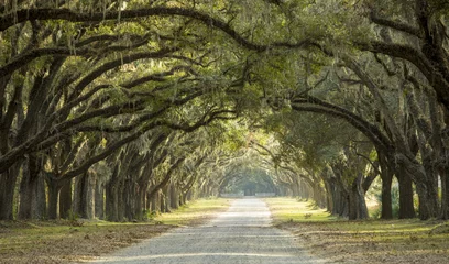 Foto auf Acrylglas Dramatic canopy of oaks over dirt road in Savannah, Georgia, USA © Wollwerth Imagery