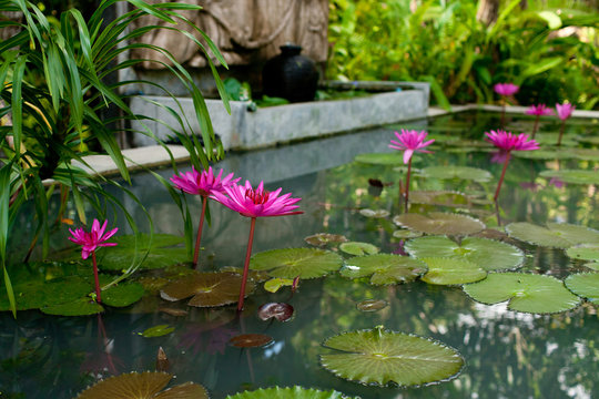 tropical flowers bloom in the pond