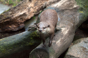 Otter