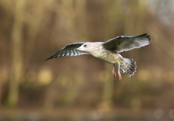 Close-up of a juvenile herring gull in flight