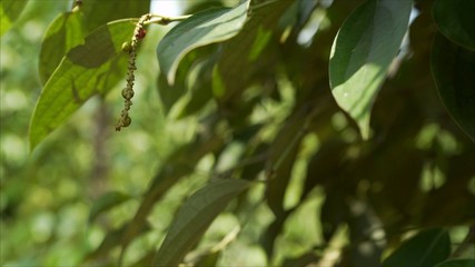 Plantations of black pepper in Asia