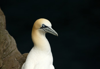 Close-up of a Northern gannet against black background