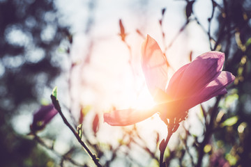Fototapeta na wymiar Magnolia. A view of a magnolia flower. A view of a magnolia flower against the background of the sun.