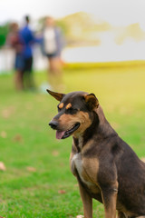 Black dog sitting in grass on sunshine day