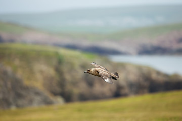 Great skua in flight, Shetland islands.