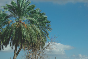 Palmtree