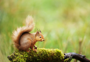 Red squirrel sitting on a mossy log - obrazy, fototapety, plakaty