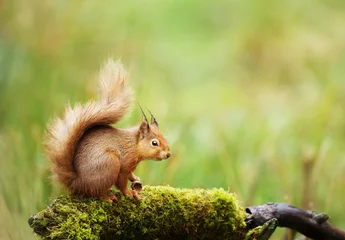 Foto op Canvas Red squirrel sitting on a mossy log © giedriius