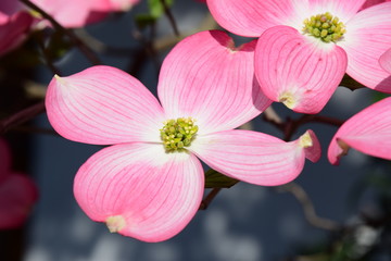 Blüten-Hartriegel, blühender Baum im Frühling