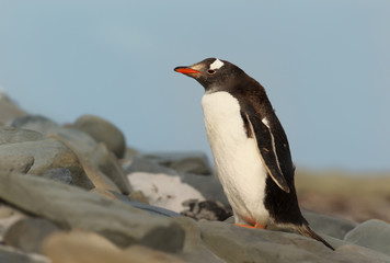 Fototapeta na wymiar Close up of a Gentoo penguin standing on rocks