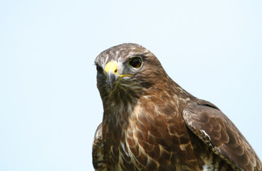 Close up of a Common Buzzard against clear sky