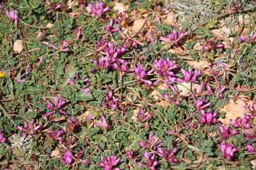 Meadow with Silene colorata at Saint Thomas Bay of Marsaskala, Mediterranean Sea Malta 