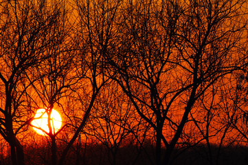 Sunset against the background of branches of trees
