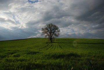Fototapeta na wymiar tree in a grass field