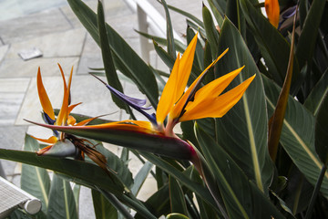 Flor