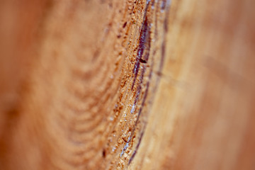 Pine tree cut
