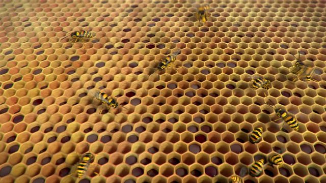Wasps ine the hive, looping animation