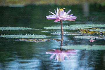Vit&oacute;ria R&eacute;gia