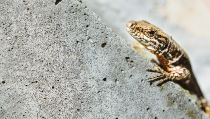 Small lizard on the on the wall. Macro.