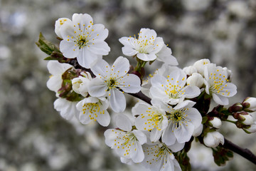 White flowers of cherry in spring
