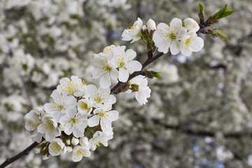 Obraz premium White flowers of cherry in spring